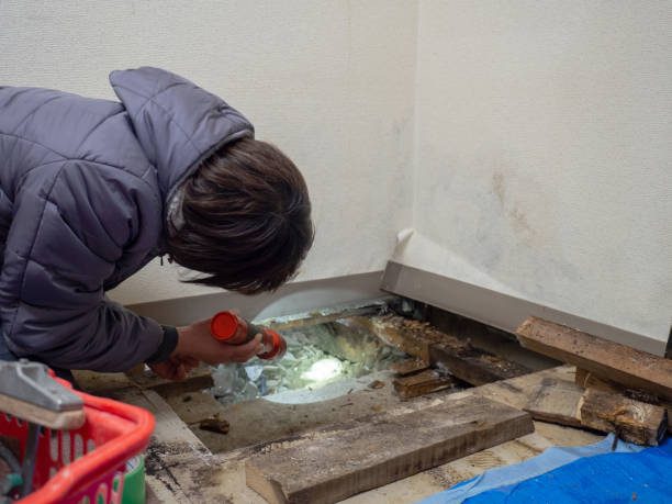 Best Basement Mold Removal  in Rushvle, IL