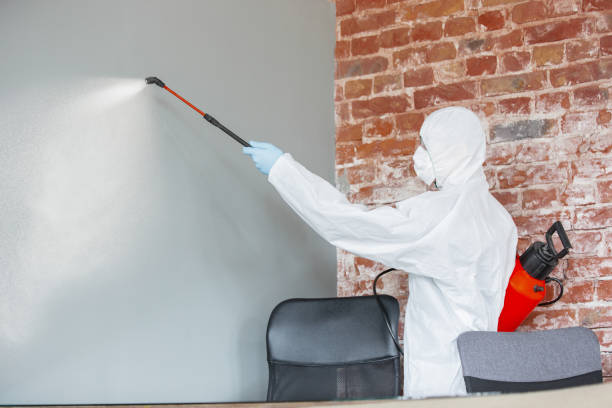 Best Black Mold Removal  in Rushvle, IL