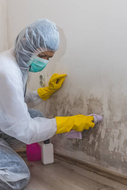 Best Industrial Mold Remediation  in Rushvle, IL